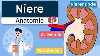 Niere - Aufbau und Funktion einfach erklärt