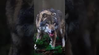 Freki. WOLF VIRAL VIDEO #wolfattack #viralvideo2023 #shorts