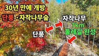 30년 만에 개방/7km 둘레길 개통/전기차 투어 가능/국내 유일 단풍·자작나무 숲/11월 초 단풍 절정