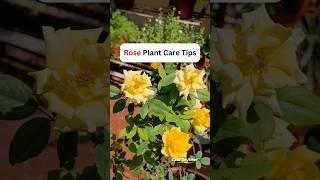 Casa De Amor Rose Care Fertilizer  #casadeamor #rosecaretips #rosecare #organicproduct #organic