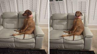 Dog has hilarious reaction to being told no more snacks