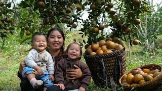 Together with my children, I harvested a giant orange garden and brought it to the market to sell