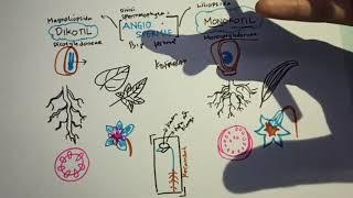 Perbedaan Dikotil dan Monokotil, Magnoliopsida dan Liliopsida, penjelasan kotiledon