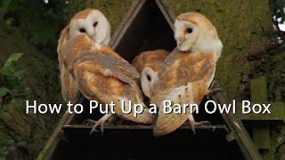 How To Put Up A Barn Owl Box