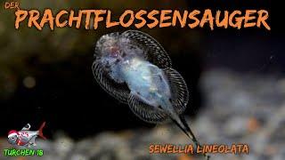 Der Prachtflossensauger - Sewellia lineolata | ADVENTdicted! Adventskalender | Türchen 18