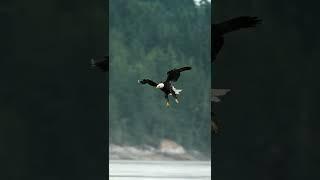 A Eagle catching a fish!