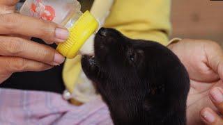 Use Bottle Breastfeeding 2 Puppies By Women So Cute In village At Rural Area