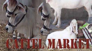 CATTLE MARKET || SHAIKH WAHAN ||  RAHIM YAR KHAN || RANA ASHFAQ DESI || Eid 2020 || | Desi Vlogger |