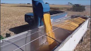 Corn Harvest Is Completed… Well Kind Of!