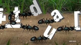 Ants