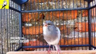 Canary Bird Singing Video Training Canaries - Canary Singing Like A Champion For Young Canary