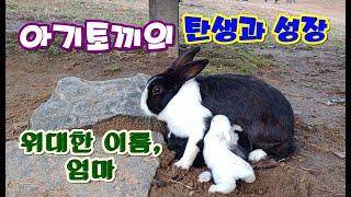 [감동]야생 토끼의 출산과 육아(Birth and Growth of Baby Rabbits in the Wild) #(English subtitle)