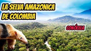 LA SELVA DE COLOMBIA, La selva de Colombia documental, LA SELVA AMAZONICA DE COLOMBIA