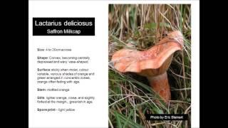 Good Bad and Ugly Fungi of Australia - Saffron Milkcap - Lactarius Deliciosus