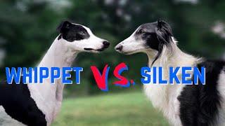 Should I Get a Silken Windhound or a Whippet?