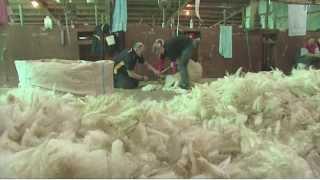 Just the Job - A Career in Wool Harvesting