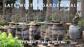 Japanese Maple Bonsai Garden - Late Winter Garden Walk