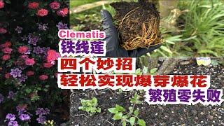 如何让铁线莲快速爆花的种植方法/Clematis/零失败的培育繁殖/成苗和幼苗如何扶壮/大花铁线莲如梦Hagley Hybrid/早春种植的要点/26.03.2024