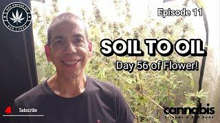 Soil to Oil: Day 56 of Flower Cycle! Updates & Plans for Harvest (Ep. 11)