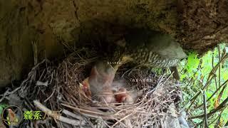 Smart bird father and mother, feed their own children well before feeding the cuckoo聪明的鸟把自己孩子喂饱再喂杜鹃鸟