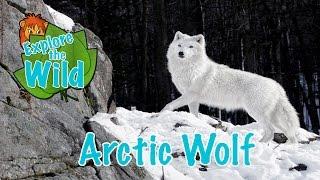 Arctic Wolf on Explore the Wild