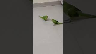 ##myparrots #mitthu #parrotslover #parrottalking