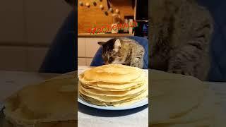#котикмой #простой #полосатый #масленичнаянеделя