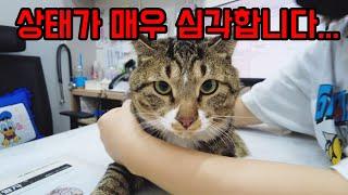 Heung-min, a paraplegic cat who is seriously ill.