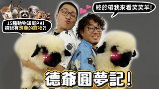 德爺圓夢記!終於帶德爺看笑笑羊!15種動物知識PK!德爺想養迷你驢?鴕鳥搶奪許伯眼鏡?狐蒙!浣熊!旱獺!駱馬!【許伯簡芝】#ZV升級VLOG