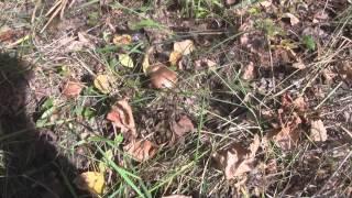 3 Mushroom varieties that need ID - Central Wisconsin 10-12-2014