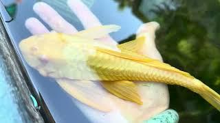 My Albino Plecostomus