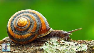 Beautiful Snails! #2  Best Relaxing Music & Amazing Nature Scenery