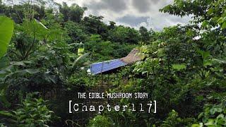 Planting coconut and cooking delicious mushroom soup - the edible mushroom story [chapter117]