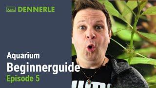 Aquarium Einsteiger Guide  Ep. 05: ALGEN in der EINFAHRPHASE!!!