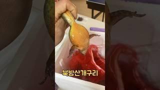 만세탕 보다 맛있는 개구리 라면