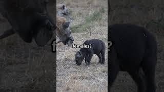 Hyenas: Nature's Laughing Predators!