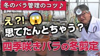 【バラの育て方】冬のバラ管理のコツえ？！思てたんとちゃう？四季咲きバラの冬剪定（2024年1月19日）