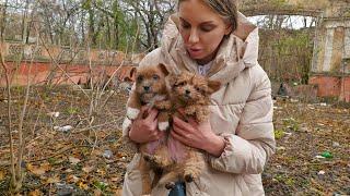 Two Tiny Puppies Raised by Cats Colony Cried for Help Until Someone Heard Them