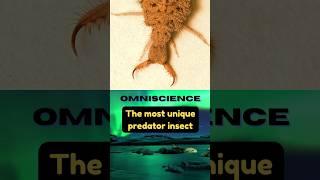 The most unique predator insect (antlion larva)