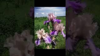 ирисы в саду #nature #природныепейзажи #morning #ирисы #ирис #сад