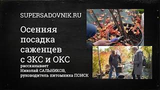 Осенние посадки деревьев и кустарников: что сажать, а что отправить в прикоп?