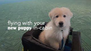 How to fly with a puppy in-cabin