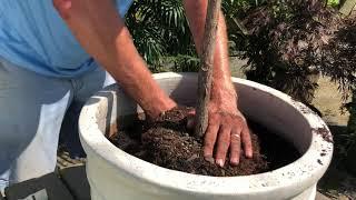 How to Repot a Fiddle-Leaf Fig