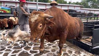 GROUP OF FUNNY GIANT COWS GETTING OFF THE TRUCK CAN LAUGH ‼️