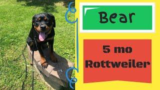 5 mo Rottweiler  (Bear) | Best Philadelphia Dog Trainers | Off Leash K9 Training Philadelphia