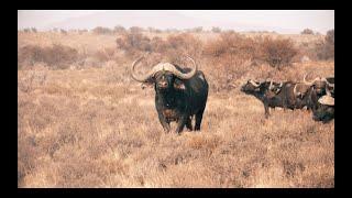 Ultimate African hunting compilation Vol 5. Including Elephant hunt, Buffalo hunt, and Rhino hunt.