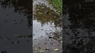 Rotkehlchen badet bei Regen in Pfütze.