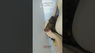 Shocking! A Snake's Pooping Process Caught on Camera! #snake #pooping