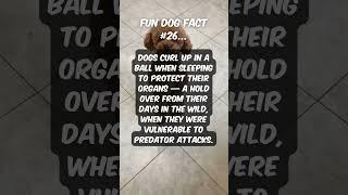 #fundogfacts