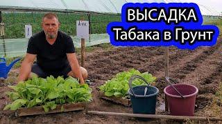 Высадка Экспериментального Табака в открытый Грунт / Что Положить в Лунку?